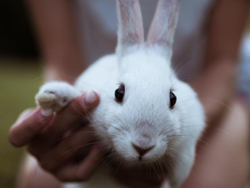 5 najbardziej agresywnych ras królików (ze zdjęciami)