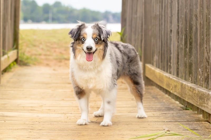 4. Istnieją cztery podkategorie owczarków australijskich blue merle.