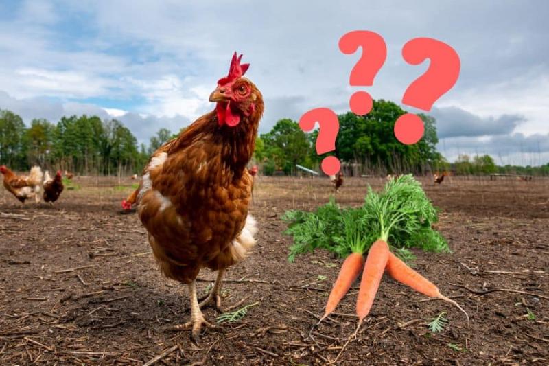 Jak karmić kurczaki marchewką?