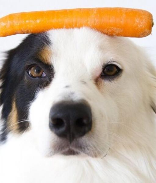 Czy podawanie psu marchewki wiąże się z jakimkolwiek ryzykiem?
