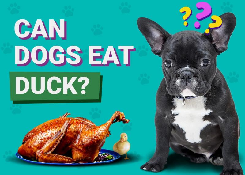 Jak karmić psa kaczką?