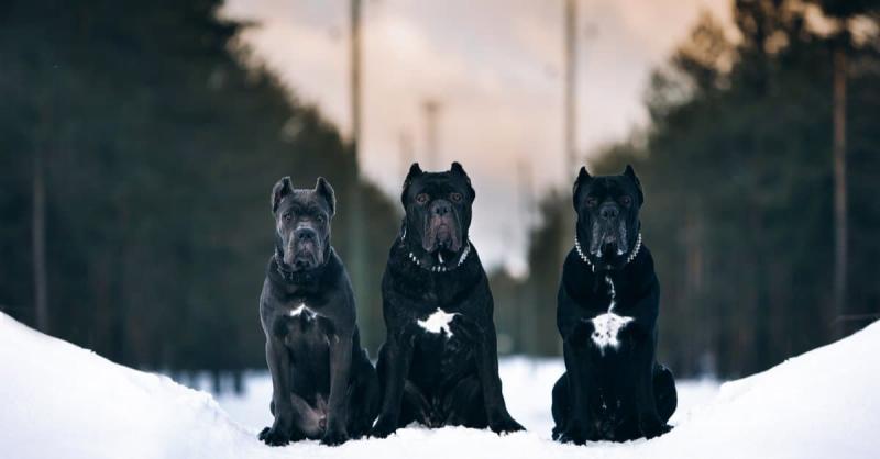 Presa Canario vs. Cane Corso: Główne różnice (ze zdjęciami)