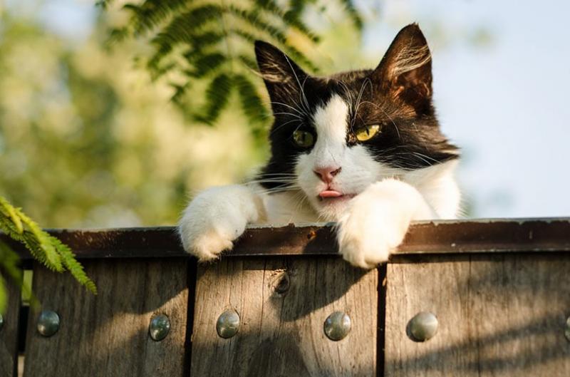 1. Ogrodzenie dla kota DIY od Katzen World