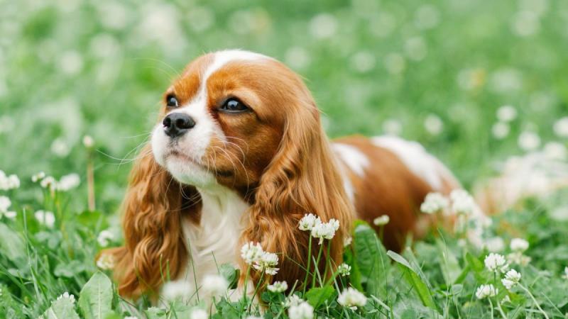 Jak wytresować psa rasy Cavalier King Charles Spaniel: 9 porad ekspertów