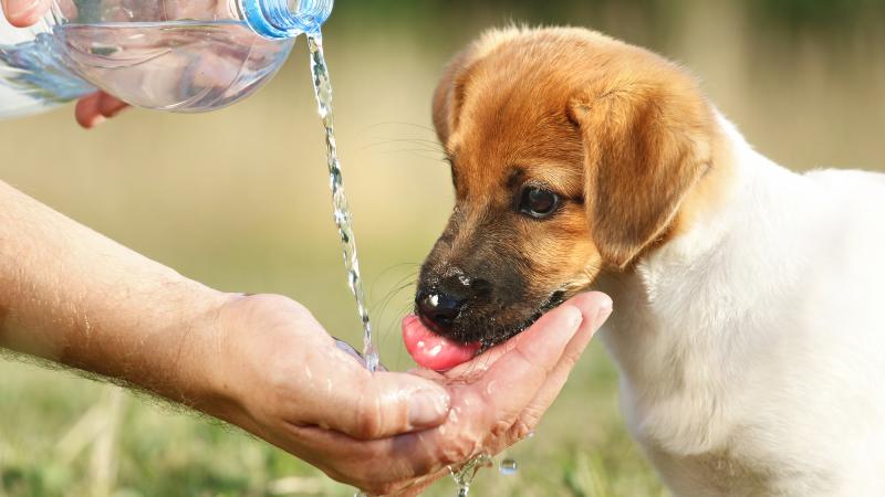 Jak zachęcić psa do picia wody: 9 prostych kroków sprawdzonych przez weterynarza