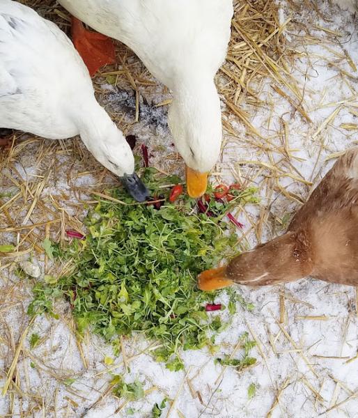 Jak bezpiecznie karmić kaczki arbuzem?
