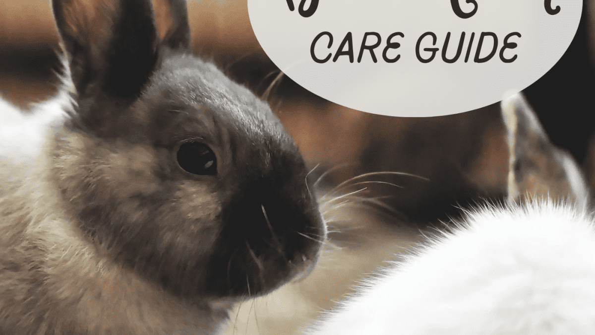 15 niezbędnych artykułów dla królików na dobry początek: Przewodnik sprawdzony przez weterynarza 2024