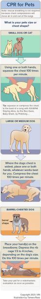 7. Transport zwierzęcia do lekarza weterynarii lub kliniki weterynaryjnej w nagłych wypadkach