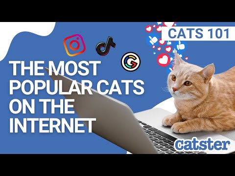 Kim są najpopularniejsze koty w Internecie?
