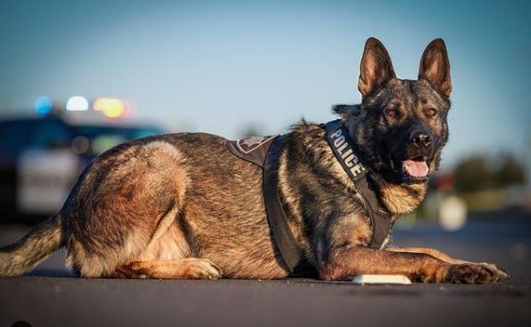 Czym zajmują się psy policyjne? (Przegląd ich pracy)