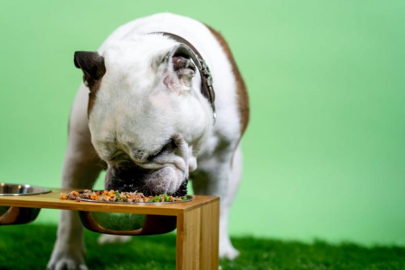 Dla jakich psów najlepiej nadaje się karma Just Right?