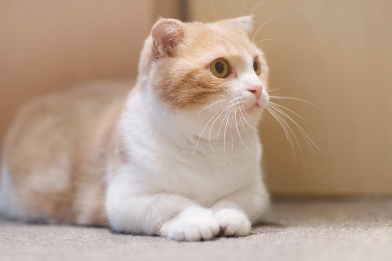 5 problemów zdrowotnych u kotów rasy Scottish Fold