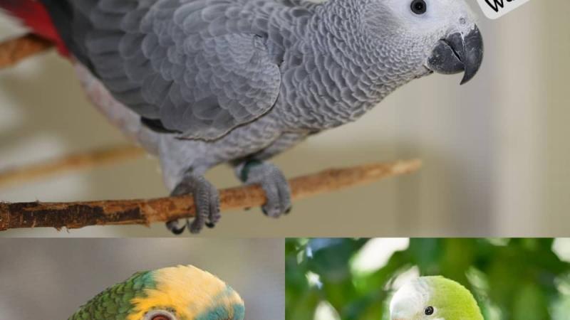 10 najlepszych gatunków gadających ptaków domowych (ze zdjęciami)