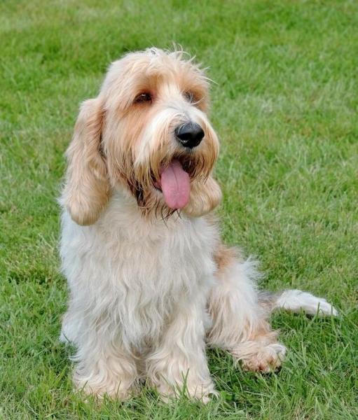 Temperament i inteligencja Petit Basset Griffon Vendeen