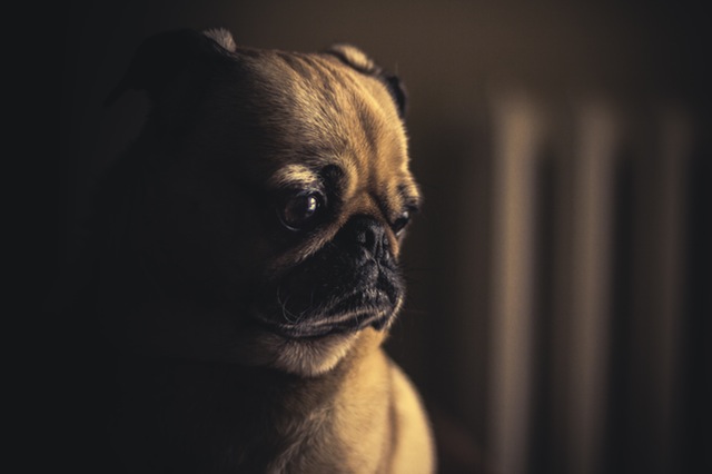 Czy psy boją się ciemności? Fakty i co można zrobić