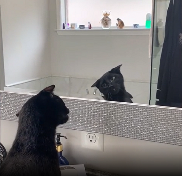 Jak nauczyć kota akceptować lustra