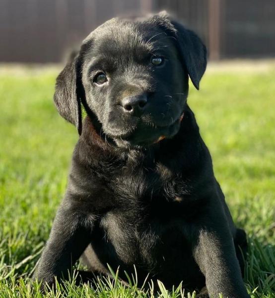 Szczenięta rasy Labrador retriever na sprzedaż w stanie Indiana: Lista hodowców 2024