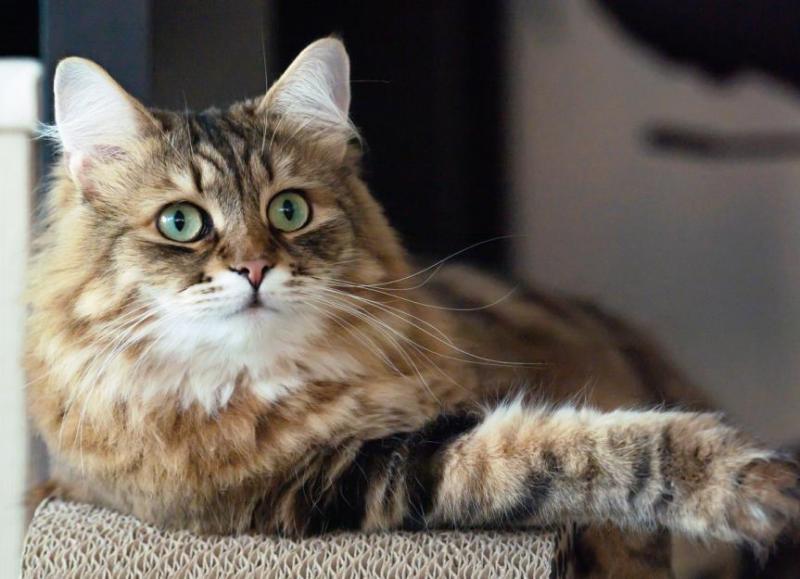 Informacje o rasie kotów syberyjskich: Zdjęcia, temperament i cechy