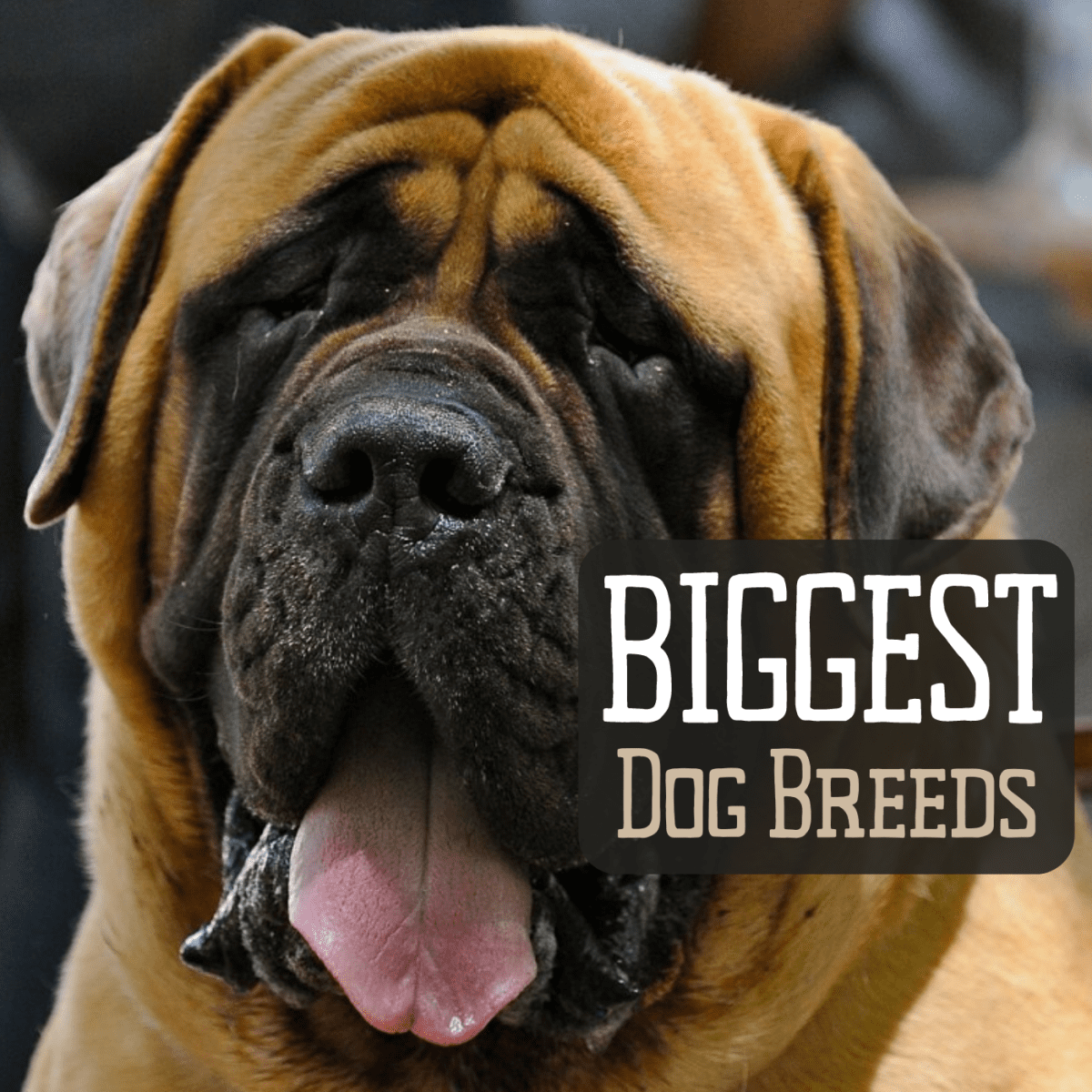 13 dużych ras psów dla początkujących właścicieli psów