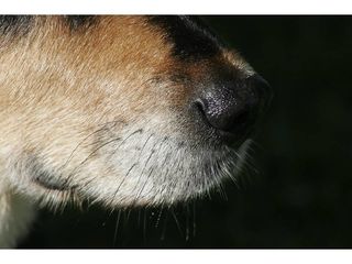 Dlaczego psy mają wąsy? Anatomia psów wyjaśniona