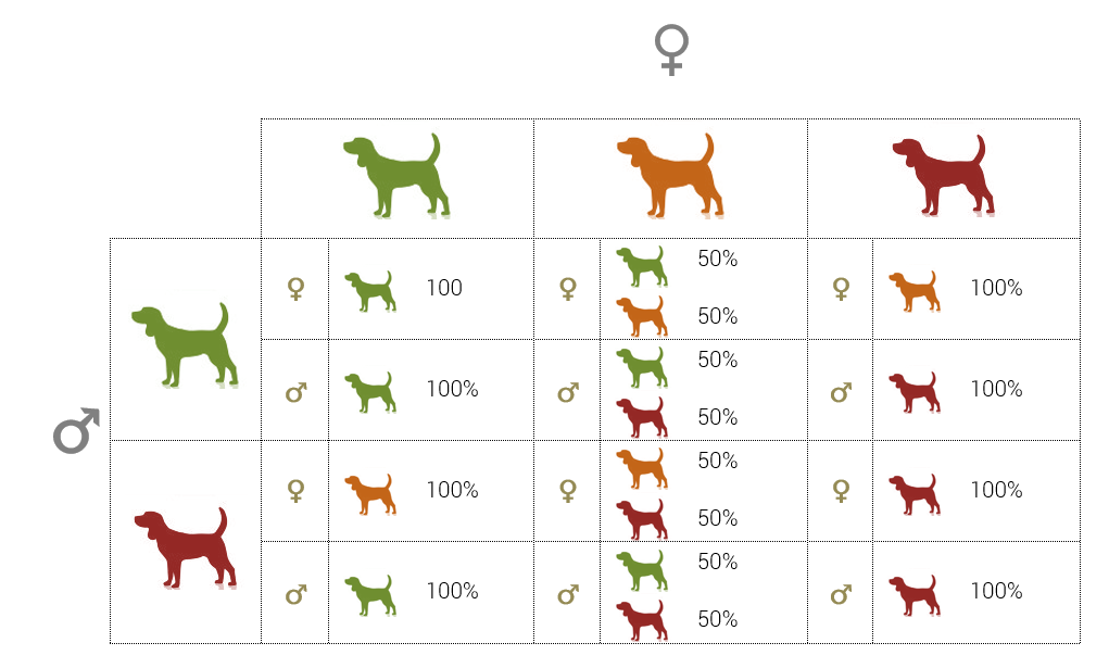 Ile chromosomów mają psy? (I co one oznaczają)