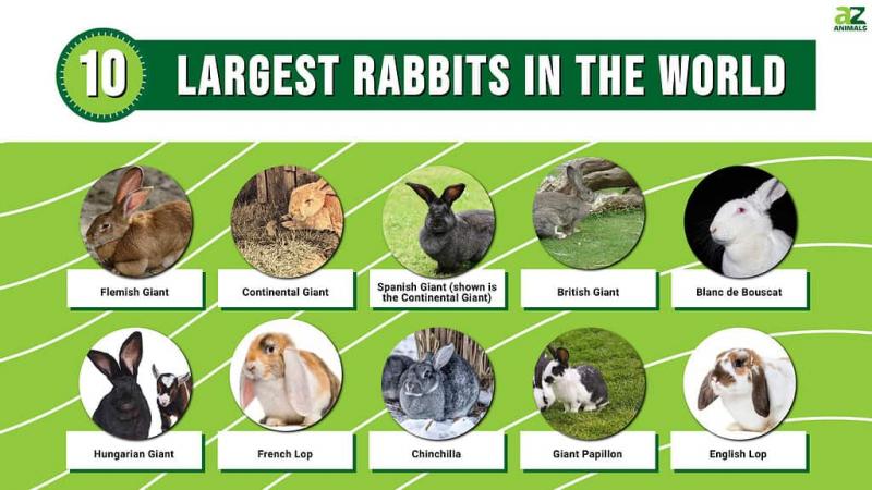10 największych ras królików na świecie