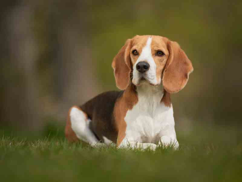 Do Beagle Make Good Guard Dogs?