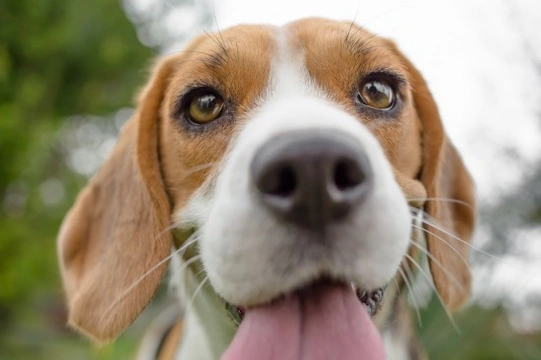 Zespół bólowy u psów rasy Beagle: Nasz weterynarz wyjaśnia zapalenie opon mózgowych i tętnic reagujące na sterydy