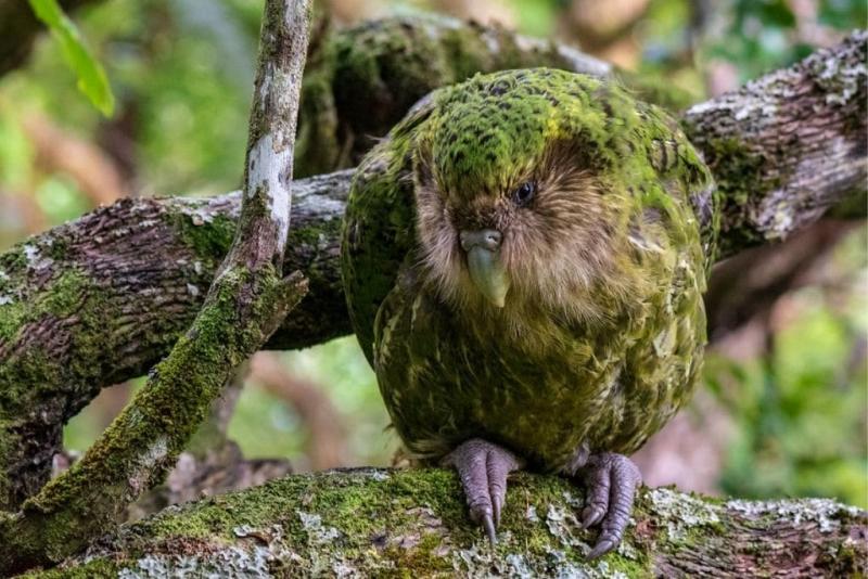 5. Kakapo