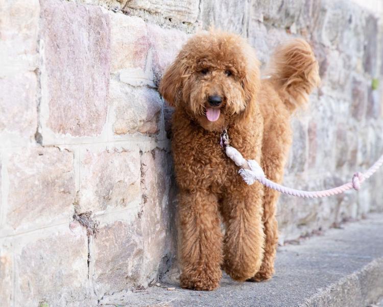 Parti Goldendoodle: Fakty, historia i pochodzenie (ze zdjęciami)