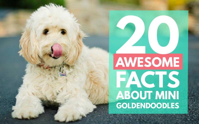 15. Mini Goldendoodles z łatwością zostanie Twoim najlepszym przyjacielem
