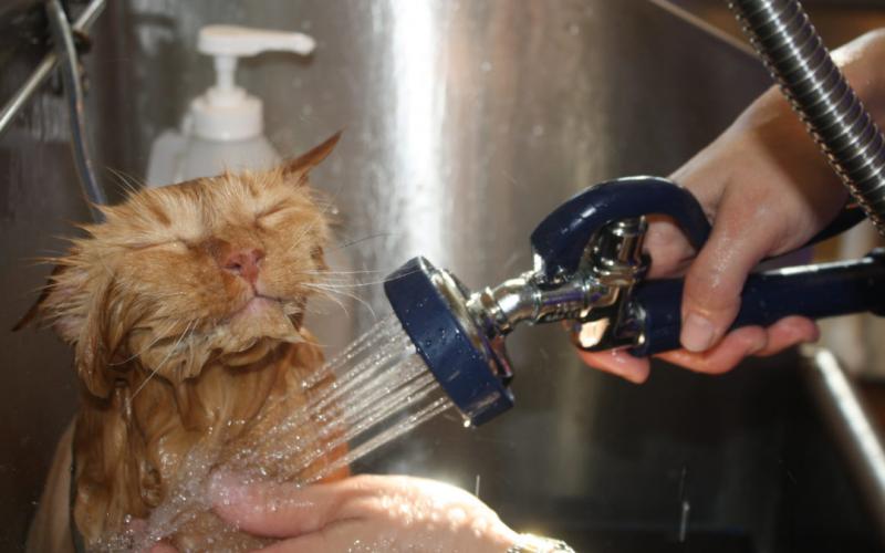 Czy szampon bezwodny jest bezpieczny dla kotów? Fakty i najczęściej zadawane pytania