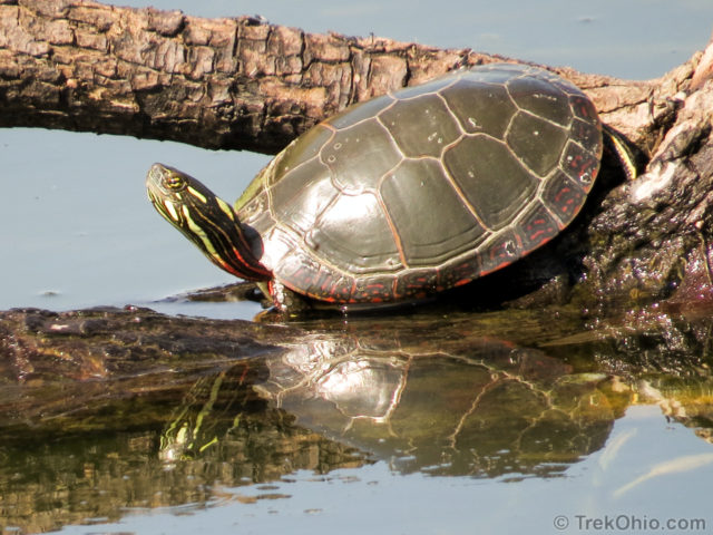12 żółwi znalezionych w Ohio (ze zdjęciami)