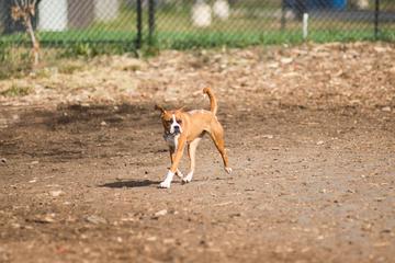 undefined1. Schuylkill River Dog Park: Położony wzdłuż malowniczej rzeki Schuylkill, ten przestronny park dla psów oferuje mnóstwo miejsca dla Twojego pupila. Z oddzielnymi obszarami dla małych i dużych psów, jest to idealne miejsce dla psów każdej wielkości do bezpiecznej zabawy.