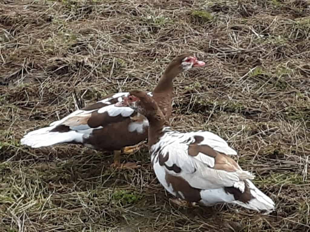 10 najlepszych ras kaczek znoszących jaja