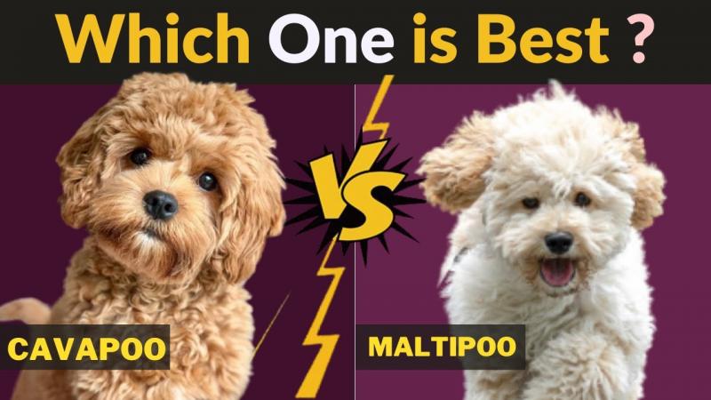 Maltipoo a maltańczyk: Jaka jest różnica? (ze zdjęciami)