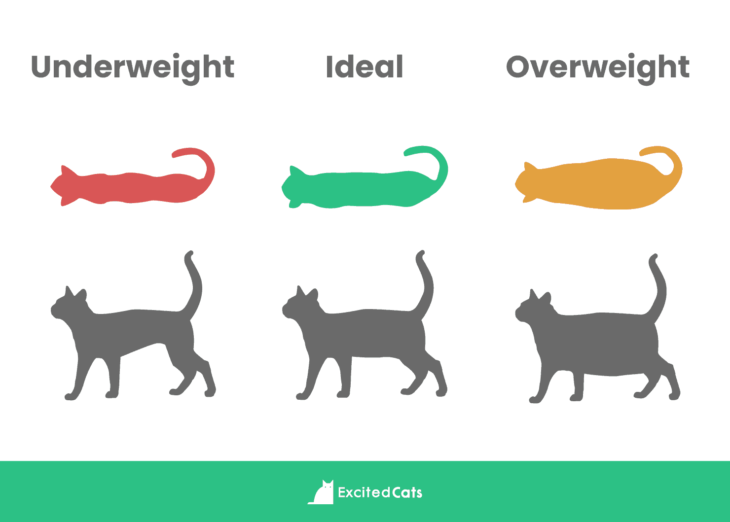 3 sposoby na stwierdzenie, czy kot jest otyły
