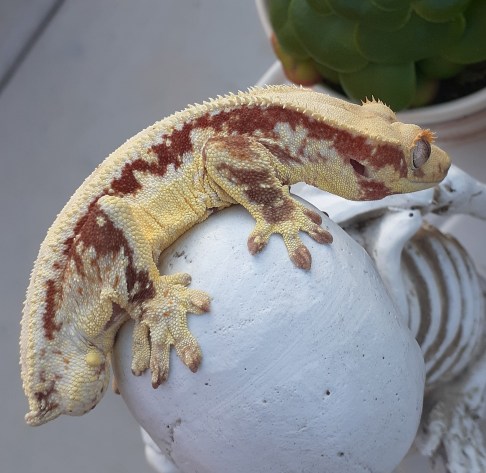 12 rodzajów gekonów czubatych: Morfy, kolory i cechy (ze zdjęciami)