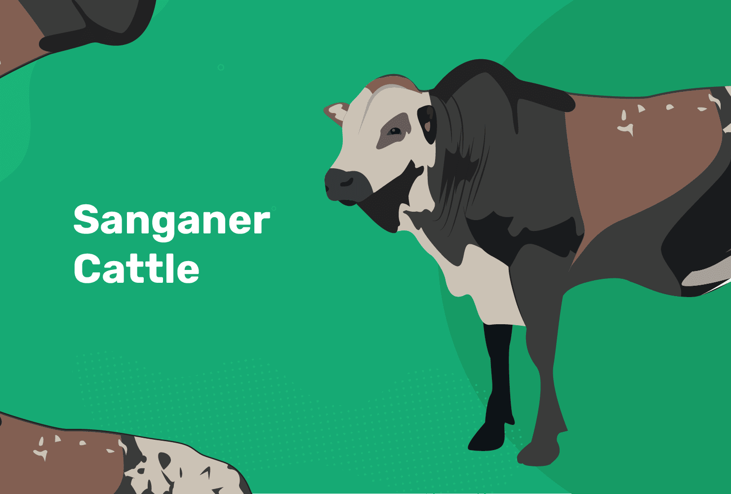 Pochodzenie bydła Sanganer