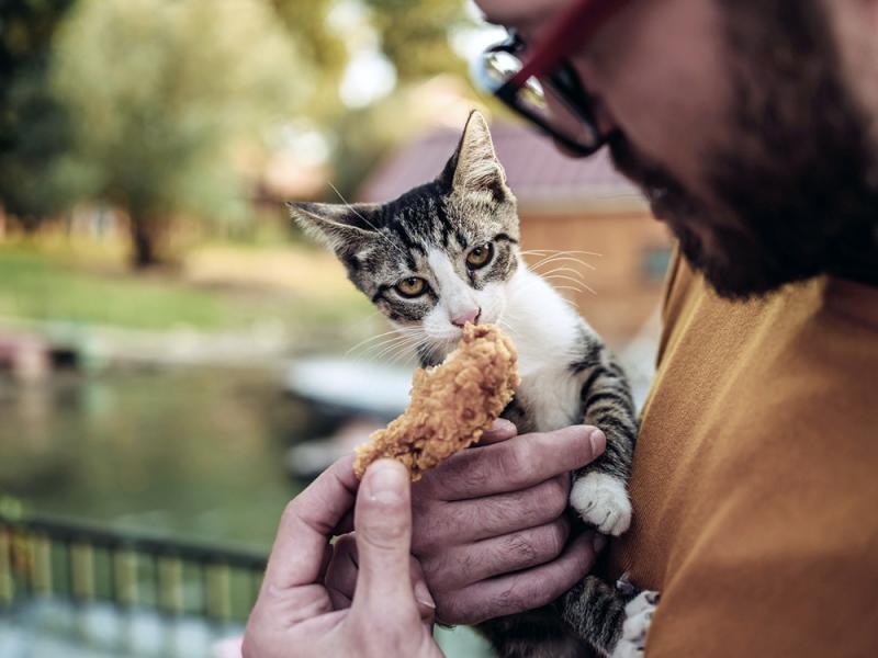 Czy koty mogą jeść surowego kurczaka? Ryzyko i korzyści zweryfikowane przez weterynarza