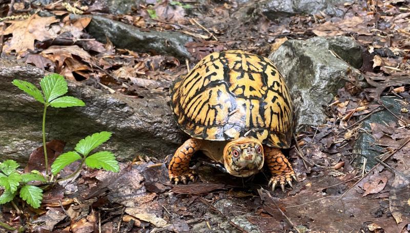 19 niesamowitych faktów o żółwiach, które warto znać (aktualizacja 2024)
