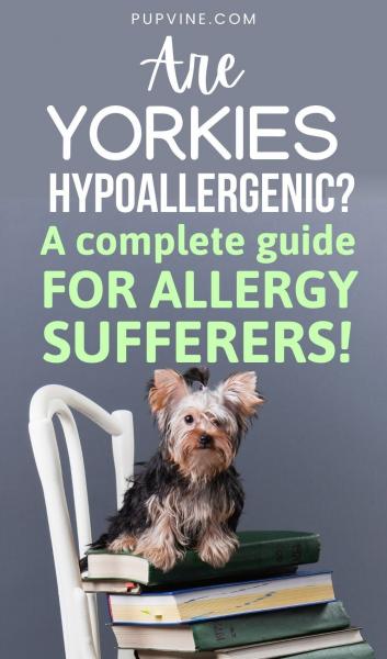 Czy Yorki są psami hipoalergicznymi? Przewodnik dla alergików