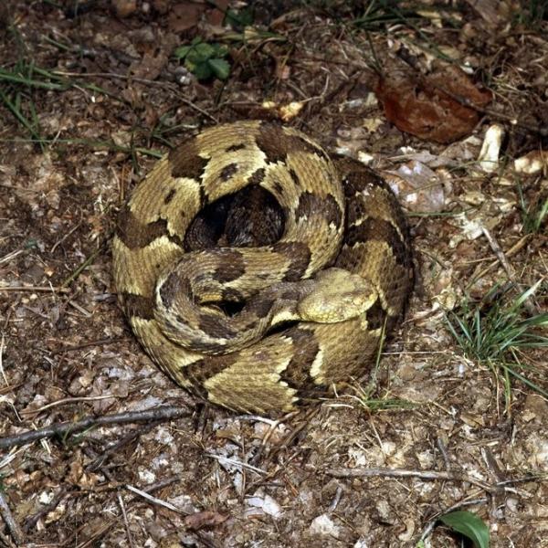 19 węży występujących w Ohio (ze zdjęciami)