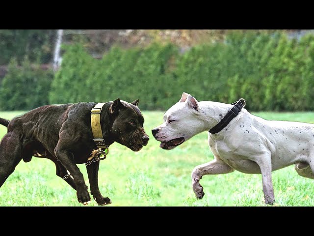 Pitbull vs Dogo Argentino: różnice (ze zdjęciami)