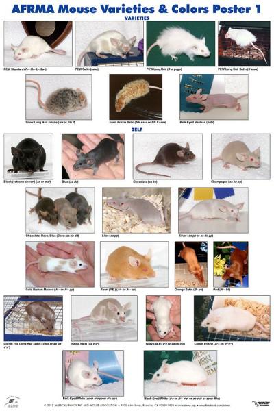 3. Myszy oznakowane