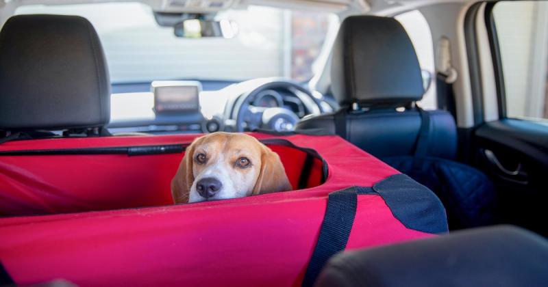 11 najlepszych szelek samochodowych dla psów w 2024 roku - recenzje i najlepsze propozycje