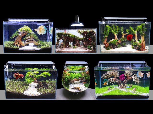 11 planów dekoracji akwarium DIY, które możesz wykonać już dziś (ze zdjęciami)