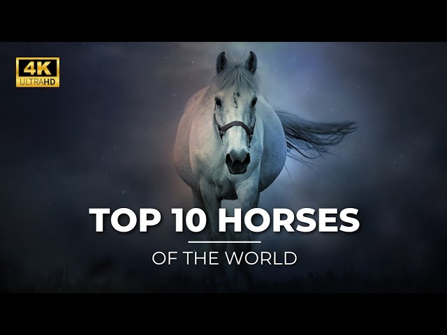 10 najlepszych filmów dokumentalnych o koniach w 2024 roku: Z linkami do oglądania za darmo online!