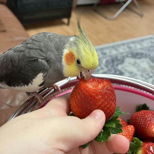 Czy truskawki są szkodliwe dla mojego kakadu?