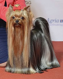 14 fascynujących faktów na temat rasy Yorkshire Terrier